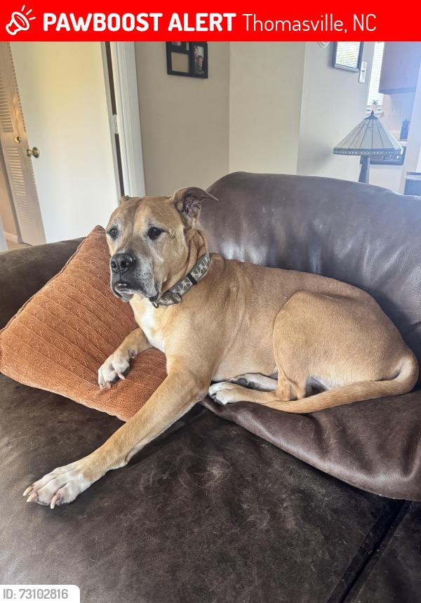 Lost Male Dog last seen Collin’s rd thomasville, Thomasville, NC 27260