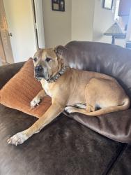 Lost Male Dog last seen Collin’s rd thomasville, Thomasville, NC 27260