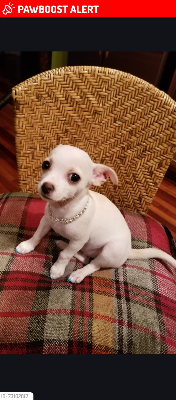 Lost Female Dog last seen Near Spriggs Rd Berkeley springs WV, Berkeley Springs, WV 25411