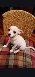 Lost Female Dog last seen Near Spriggs Rd Berkeley springs WV, Berkeley Springs, WV 25411