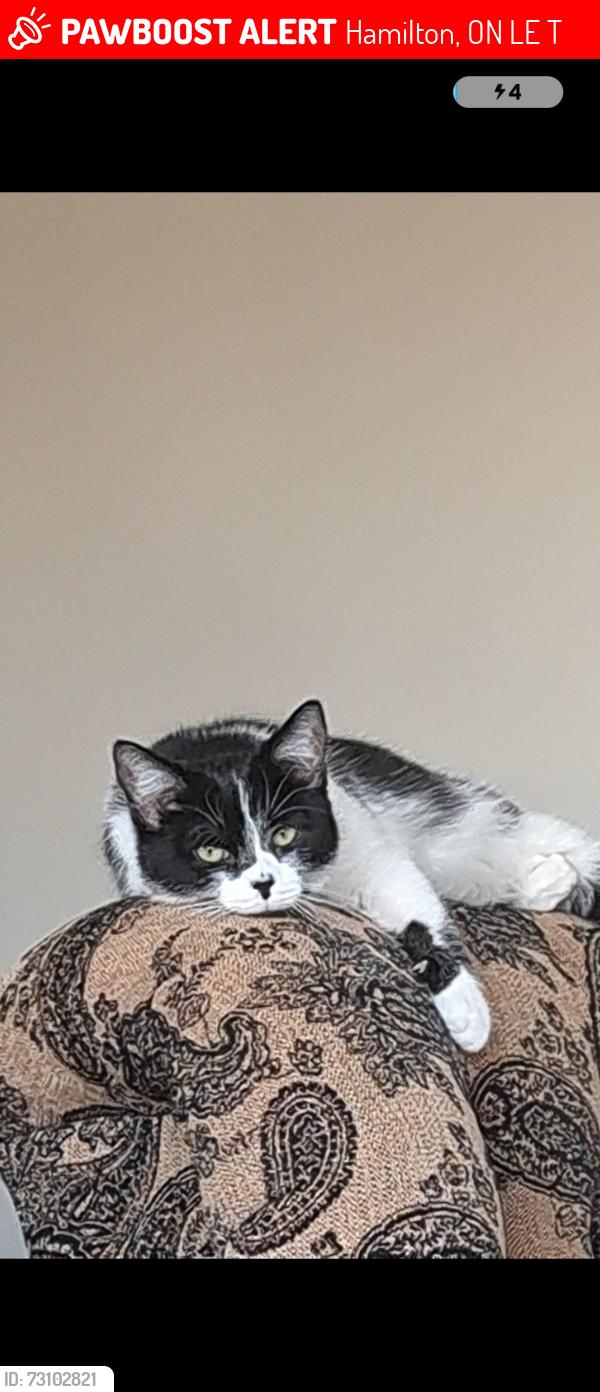 Lost Female Cat last seen Eastdale Park, Hamilton, ON L8E 1T1