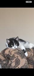 Lost Female Cat last seen Eastdale Park, Hamilton, ON L8E 1T1
