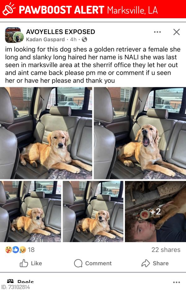 Lost Female Dog last seen DSs office or paragon casino Marskville LA, Marksville, LA 71351