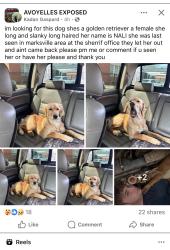 Lost Female Dog last seen DSs office or paragon casino Marskville LA, Marksville, LA 71351