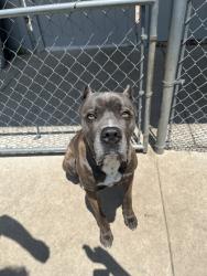 Shelter Stray Male Dog last seen River Rd, Grifton, NC, 1639 Old Airport Rd, New Bern, NC 28562, USA