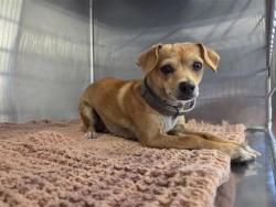 Shelter Stray Female Dog last seen Near C-BAR RANCH, City of Cedar Park, TX, 1855 SE Inner Loop, Georgetown, TX 78626, USA
