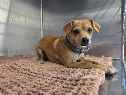Shelter Stray Female Dog last seen Near C-BAR RANCH, City of Cedar Park, TX, 1855 SE Inner Loop, Georgetown, TX 78626, USA