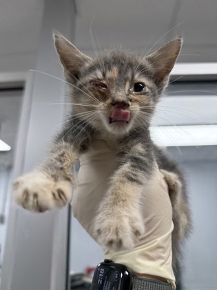 Shelter Stray Female Cat last seen Sasafras Dr, Vanceboro, NC, 1639 Old Airport Rd, New Bern, NC 28562, USA