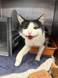 Shelter Stray Male Cat last seen Near blk anglin, District 4 - South Cleburne, TX, 2375 Service Dr, Cleburne, TX 76033, USA