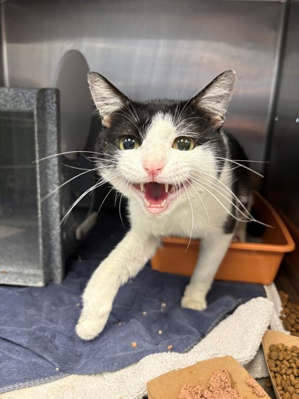 Shelter Stray Male Cat last seen Near blk anglin, District 4 - South Cleburne, TX, 2375 Service Dr, Cleburne, TX 76033, USA