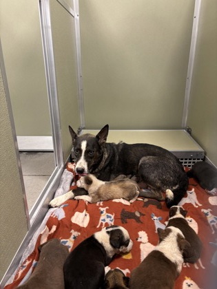 Shelter Stray Female Dog last seen W Floradora Ave & N Valentine Ave, Fresno Zone Fresno CO 2 93722, CA, 1510 W Dan Ronquillo Dr, Fresno, CA 93706, USA