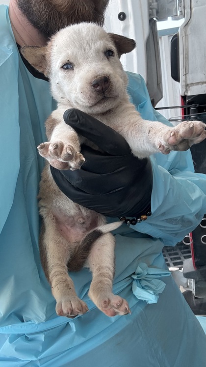 Shelter Stray Male Dog last seen W Floradora Ave & N Valentine Ave, Fresno Zone Fresno CO 2 93722, CA, 1510 W Dan Ronquillo Dr, Fresno, CA 93706, USA