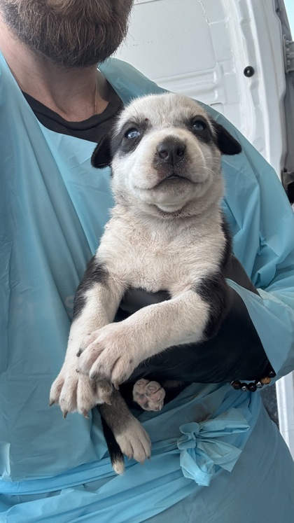 Shelter Stray Female Dog last seen W Floradora Ave & N Valentine Ave, Fresno Zone Fresno CO 2 93722, CA, 1510 W Dan Ronquillo Dr, Fresno, CA 93706, USA