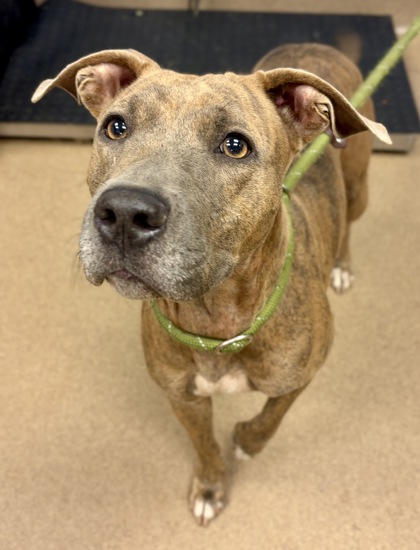 Shelter Stray Female Dog last seen Kelly Lake Rd, Decatur, GA 30032, 30032, GA, 3280 Chamblee Dunwoody Rd, Chamblee, GA 30341, USA