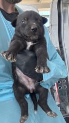 Shelter Stray Female Dog last seen W Floradora Ave & N Valentine Ave, Fresno Zone Fresno CO 2 93722, CA, 1510 W Dan Ronquillo Dr, Fresno, CA 93706, USA