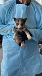 Shelter Stray Male Dog last seen W Floradora Ave & N Valentine Ave, Fresno Zone Fresno CO 2 93722, CA, 1510 W Dan Ronquillo Dr, Fresno, CA 93706, USA
