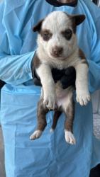 Shelter Stray Female Dog last seen W Floradora Ave & N Valentine Ave, Fresno Zone Fresno CO 2 93722, CA, 1510 W Dan Ronquillo Dr, Fresno, CA 93706, USA