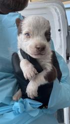 Shelter Stray Male Dog last seen W Floradora Ave & N Valentine Ave, Fresno Zone Fresno CO 2 93722, CA, 1510 W Dan Ronquillo Dr, Fresno, CA 93706, USA