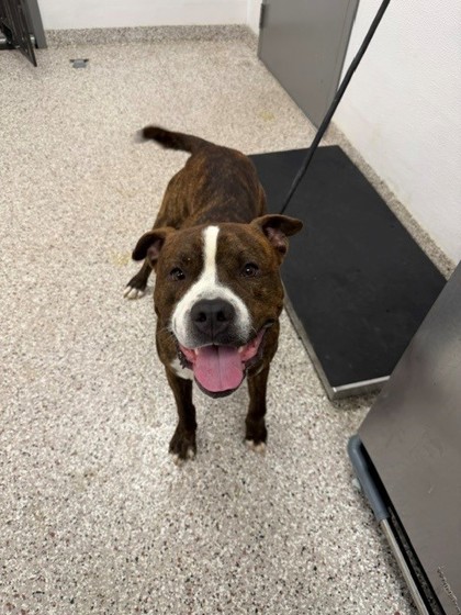 Shelter Stray Male Dog last seen Duff St, Ranlo, NC, 1491 Business Park Ct, Gastonia, NC 28052, USA
