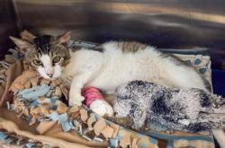 Shelter Stray Male Cat last seen E Lincoln Ave & S Elm Ave, Easton Zone Fresno CO 3 93706, CA, 1510 W Dan Ronquillo Dr, Fresno, CA 93706, USA