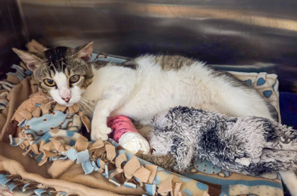 Shelter Stray Male Cat last seen E Lincoln Ave & S Elm Ave, Easton Zone Fresno CO 3 93706, CA, 1510 W Dan Ronquillo Dr, Fresno, CA 93706, USA