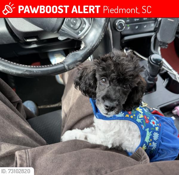 Lost Female Dog last seen Crystal lakes fishing pond, Piedmont, SC 29673