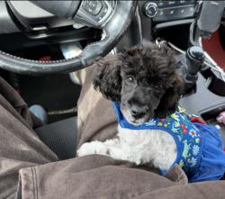 Lost Female Dog last seen Crystal lakes fishing pond, Piedmont, SC 29673
