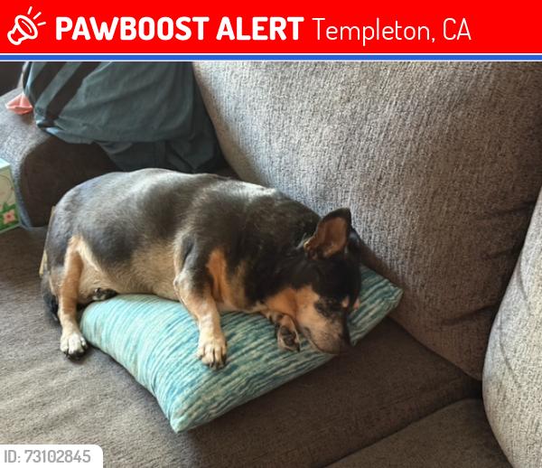 Lost Female Dog last seen by the US Post office on Main Street in Templeton, Templeton, CA 93465