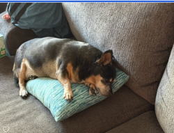 Lost Female Dog last seen by the US Post office on Main Street in Templeton, Templeton, CA 93465