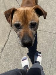 Found/Stray Unknown Dog last seen Near Spencer st, Oakland, CA 94621