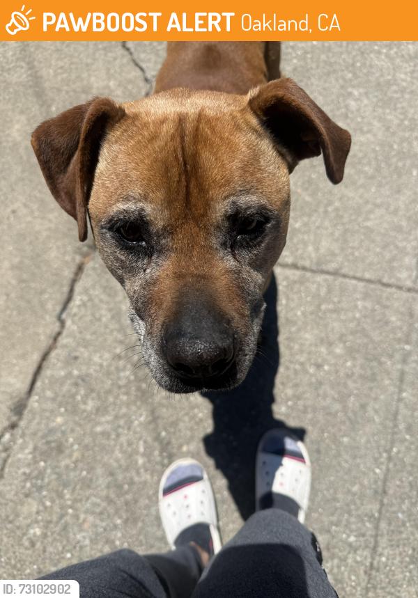 Found/Stray Unknown Dog last seen Near Spencer st, Oakland, CA 94621