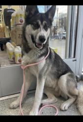 Lost Female Dog last seen Warren & livernois, Detroit, MI 48210