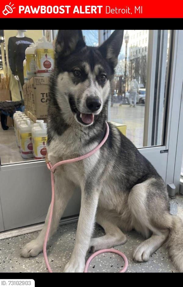 Lost Female Dog last seen Warren & livernois, Detroit, MI 48210