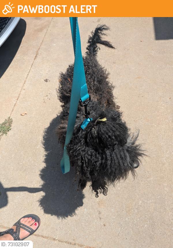 Found/Stray Male Dog last seen Sorghum Mill and Western, Oklahoma County, OK 73025