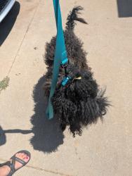 Found/Stray Male Dog last seen Sorghum Mill and Western, Oklahoma County, OK 73025