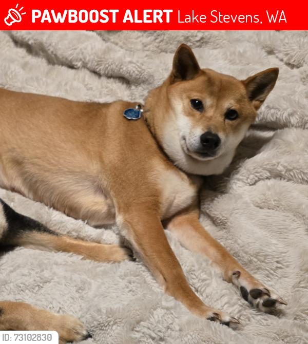 Lost Female Dog last seen 8th Pl northeast and Lundeen parkway, Lake Stevens, WA 98258