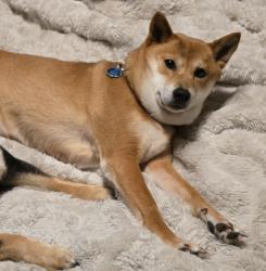 Lost Female Dog last seen 8th Pl northeast and Lundeen parkway, Lake Stevens, WA 98258