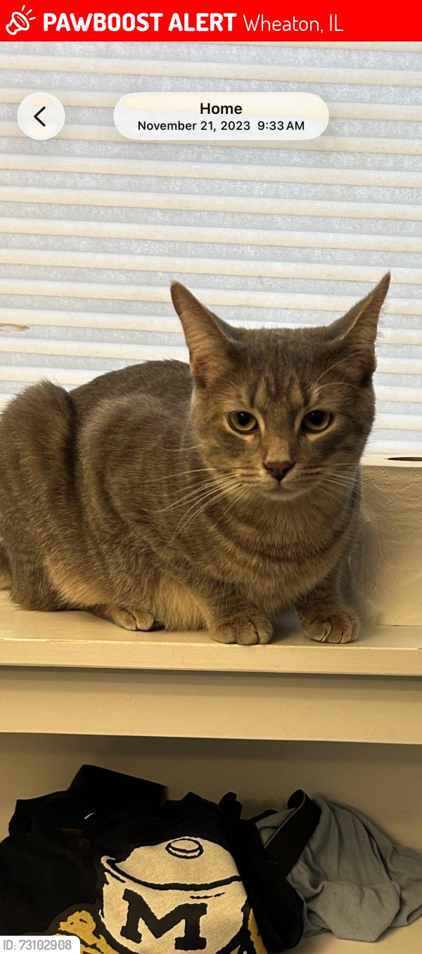 Lost Male Cat last seen Golf Lane and Arbor, Wheaton, IL 60189