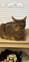 Lost Male Cat last seen Golf Lane and Arbor, Wheaton, IL 60189