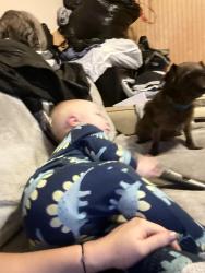 Lost Male Dog last seen Skaters choice, Panama City, FL 32404