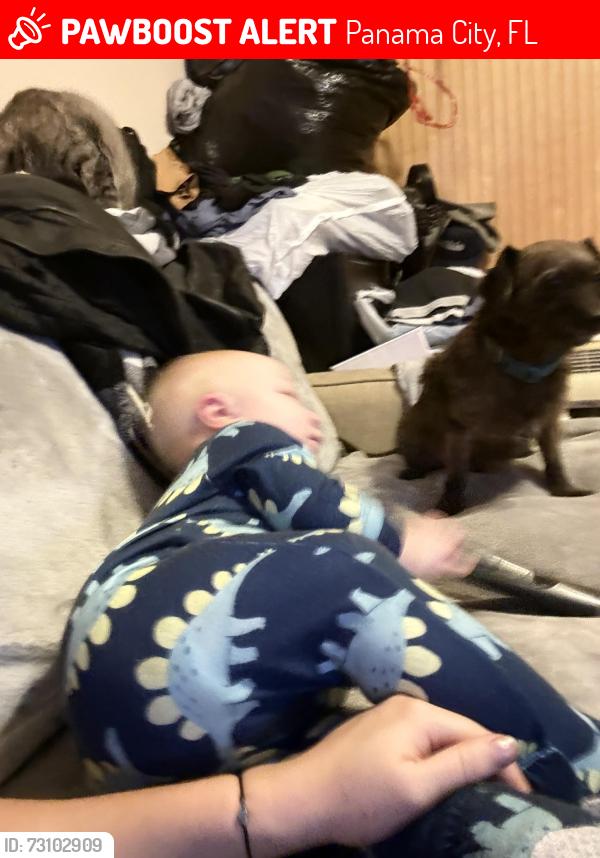 Lost Male Dog last seen Skaters choice, Panama City, FL 32404