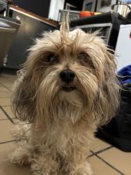 Found/Stray Male Dog last seen N 29th E Franklin, Richmond, VA 23223