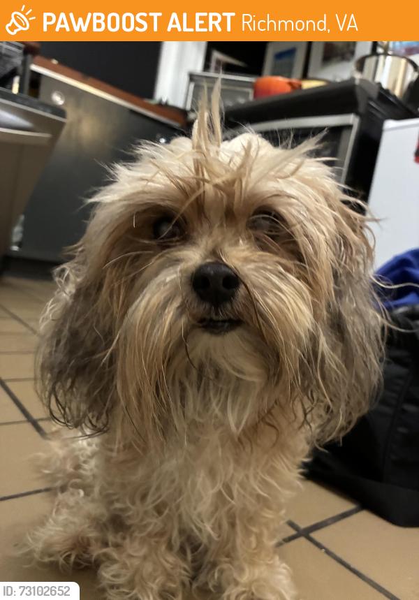 Found/Stray Male Dog last seen N 29th E Franklin, Richmond, VA 23223