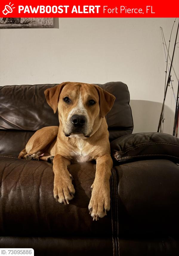 Lost Male Dog last seen Midway/ weatherbee/ oleander, Fort Pierce, FL 34982