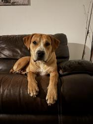 Lost Male Dog last seen Midway/ weatherbee/ oleander, Fort Pierce, FL 34982
