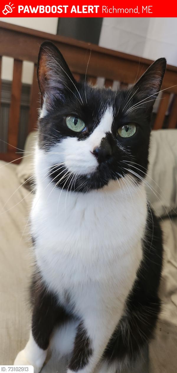 Lost Male Cat last seen Kimbal st richmond, Richmond, ME 04357