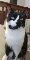 Lost Male Cat last seen Kimbal st richmond, Richmond, ME 04357