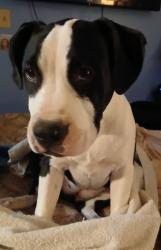 Lost Female Dog last seen Near Neuralia rd, cantil ca, Mojave, CA 93501