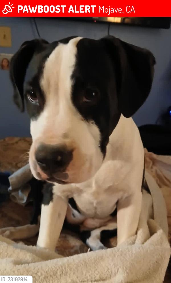 Lost Female Dog last seen Near Neuralia rd, cantil ca, Mojave, CA 93501