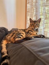 Lost Male Cat last seen Reseda cross victory, Los Angeles, CA 91335